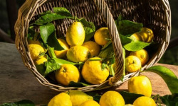 Maison Gannac - CITRON BIO DE NOS VERGERS (ORIGINE : MENTON)