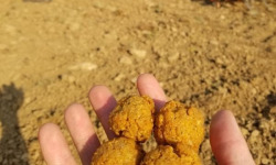 Ferme de Beau Printemps - Falafels de Beau Printemps aux Pois Chiche de la ferme BIO