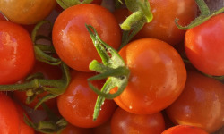 Des Poules et des Vignes à Bourgueil - Tomates cerises