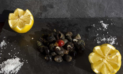 Fine de Cancale - Bigorneaux Gros Cuits - 400g