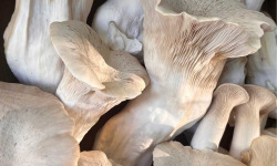 Naturélium - Le pleurote du panicaut 500g