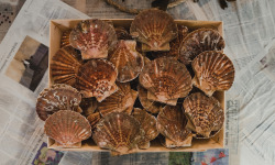 Thalassa Tradition - Coquilles Saint Jacques vivantes Normandie - 6kg