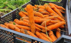 La Ferme de Goas Per - Carotte bio - 5kg