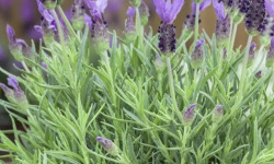 L'OLIVERAIE DU COUDON - LAVANDE PAPILLON  (2 POTS)