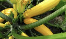 L’Oliveraie du Coudon - COURGETTE JAUNE 5kg env