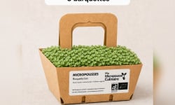 Ma Micropousse culinaire - Micro-pousses bio de roquette - 8 barquettes