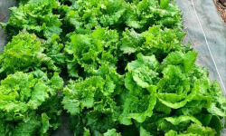 La Ferme de Goas Per - Salade bio - 3 pièces