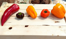 Nature et Saveurs - Ferme Aquaponique et Permacole Astérienne - Poivrons aquaponiques en mélange – 100% mûrs, 0% vert