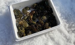 Pêcheur Toni  Micheau - Crabes Verts de Méditerranée - Vivants - 5000g