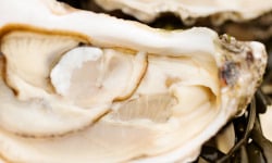 Huîtres Prat-Ar-Coum Alain Madec - Huîtres creuses PRAT-AR-COUM 72 N° 1 TG