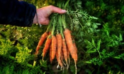 La Ferme d'Artaud - Carottes fanes 1kg