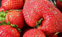 Ferme Joos - Fraises pleine terre 3 x 500g