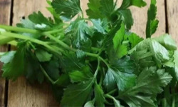 Nature et Saveurs - Ferme Aquaponique et Permacole Astérienne - Persil plat vivant en pot - 4 pots