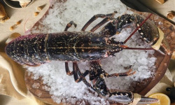 Famille Guezel - Homard Bleu Européen Cuit 600-800g