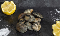 Fine de Cancale - Palourdes Moyennes - 3kg