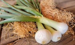 Les Jardins de Gérard - Oignon doux Cénol Bio - 500 g