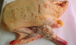 Ferme de la Paumerais - CANETTE 2,5 Kg - (x1)