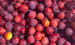 Des Poules et des Vignes à Bourgueil - Prunes d’Ingrandes