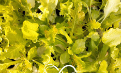 Nature et Saveurs - Ferme Aquaponique et Permacole Astérienne - Mesclun de Laitues
