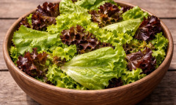 Nature et Saveurs - Ferme Aquaponique et Permacole Astérienne - Salade aquaponique de laitues coupées