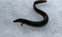 Pêcheur Toni  Micheau - Anguilles Jaunes Sauvages Entières - 600g (3 Pièces)