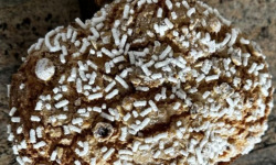 Délices de Flore - 20 x Colombe de Pâques