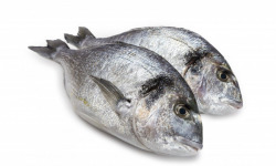 Ma poissonnière - Daurade Royale 220gr lot de 2 pieces