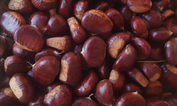 Le Verger de la Volane - Châtaignes fraîches AOP Ardèche conversion bio 2kg