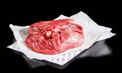 Nemrod - Cuissot de sanglier A/OS - 3 kg