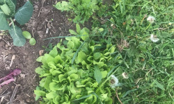 Des Poules et des Vignes à Bourgueil - 10 plants de salade
