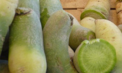 ChâteauFer - Radis d'hiver - Green Meat - Sachet 500g