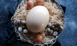 La Ferme Enchantée - Oeuf EXTRA FRAIS d'Autruche 1kg500