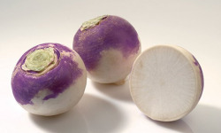 Nature et Saveurs - Ferme Aquaponique et Permacole Astérienne - Navet à collet violet – douceur blanche