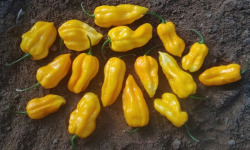 SCEA HERBA HUMANA - Habanero Jaune - 300g