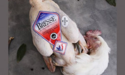 Volailles Morand - Lot de 2 poulettes de Bresse AOP PAC aves tête et pattes