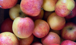 Des Poules et des Vignes à Bourgueil - Pommes Reine des Reinettes