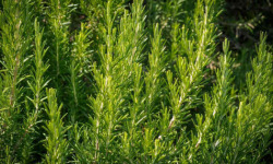 Les Herbes du Roussillon - (OFFRE PRO RESERVE) 3000 brins de romarin