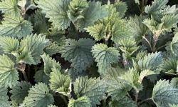 Ferme Sinsac - Orties fraiches en bouquet