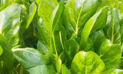 Nature et Saveurs - Ferme Aquaponique et Permacole Astérienne - Jeune blette blanche Jessica – tendreté et finesse