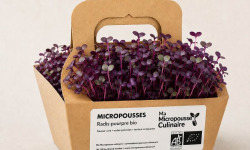 Ma Micropousse culinaire - Micro-pousses bio de radis pourpre – 4 barquettes