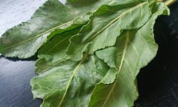 Rébecca les Jolies Fleurs - Légumes verts : Bette maritime