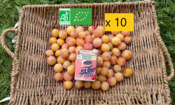 LES JARDINS DE KARINE - Mirabelle BIO / Moriviller / Lorraine - 10 kg