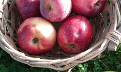 LES JARDINS DE KARINE - POMME à croquer Reinette étoilée - 1kg