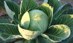 Aux Jardins des Colibris - Choux pomme blanc Bio