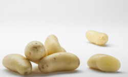 Maison Bayard - Pommes de terre Celtiane - 12.5kg
