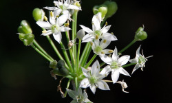 Nature et Saveurs - Ferme Aquaponique et Permacole Astérienne - Fleurs de Ciboulette de Chine – Bouquet culinaire et raffiné