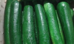 Le Châtaignier - Courgettes BIO - Colis De 5 Kg