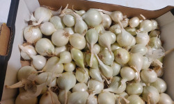 Ferme de la ville basse - Oignon blanc