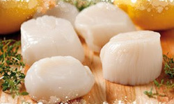 Poissonnerie La Piriacaise - noix de Saint-Jacques blanches