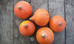 HERBA HUMANA - Courges Potimarron Red Kuri 5kg